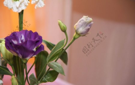 紫色玫瑰花艺图片