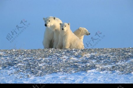 北极熊母子图片