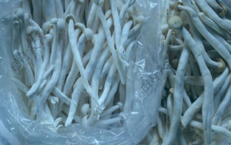 长根蘑菇繁殖蘑菇图片