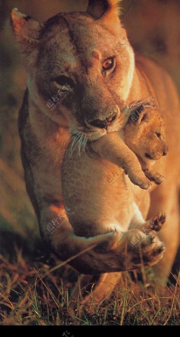 温馨豹子母子图片