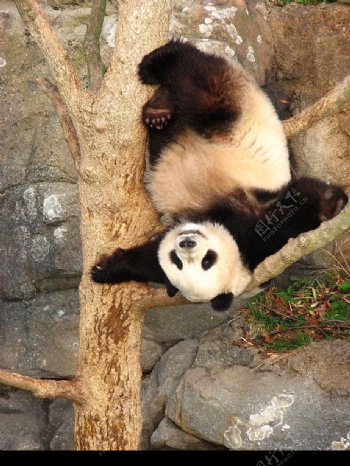 倒吊在树上的熊猫图片
