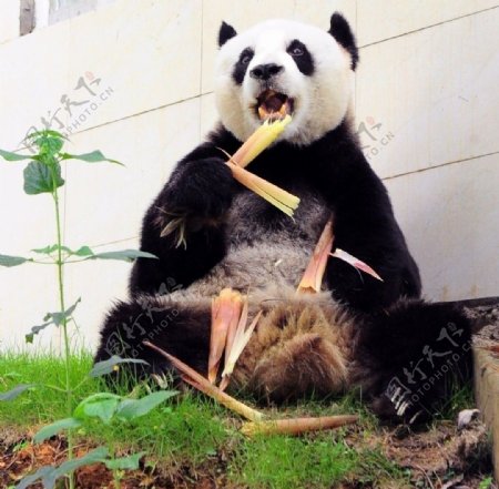 熊猫进食图片