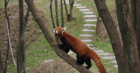 小熊猫爬树图片