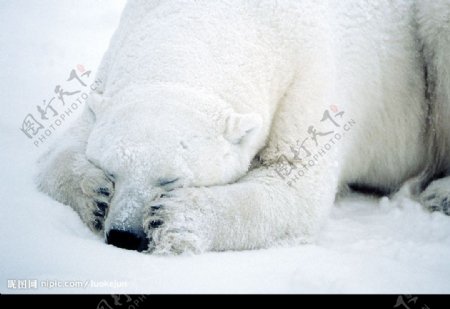 睡觉的北极熊图片