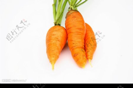 红萝卜图片