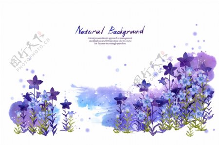 紫色薰衣草相框图片