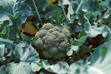 蔬菜新鲜蔬菜蔬菜摄影图片摄影图片西兰花
