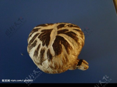 原木香菇2图片