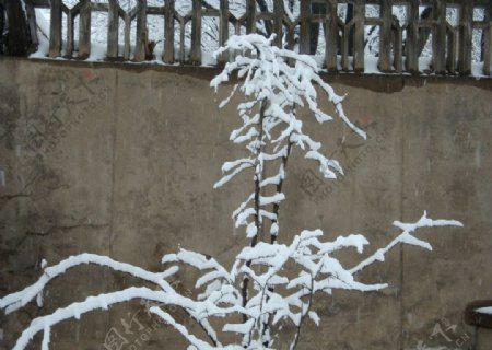 枯树大雪图片