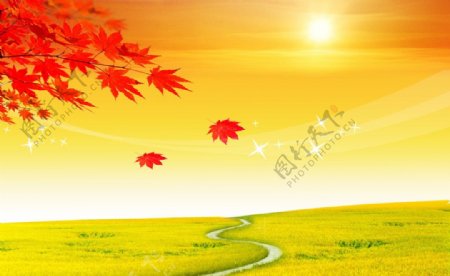 秋天枫叶风景素材下载图片
