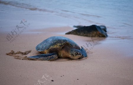 海龟图片