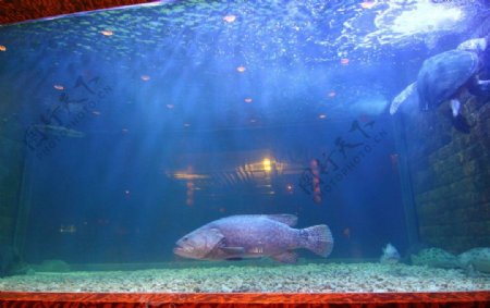 石斑鱼休息图片