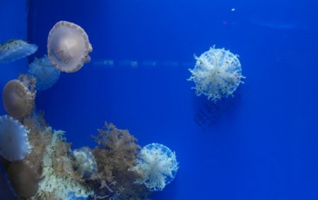 海洋世界水母植物图片