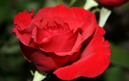 红玫瑰娇艳图片