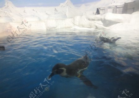 水族馆企鹅图片