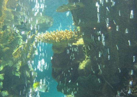 珊瑚金鱼图片