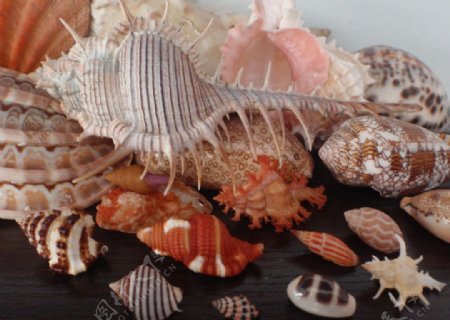 贝壳海螺艳丽图片