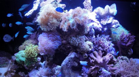 海洋珊瑚图片