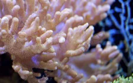海底珊瑚图片