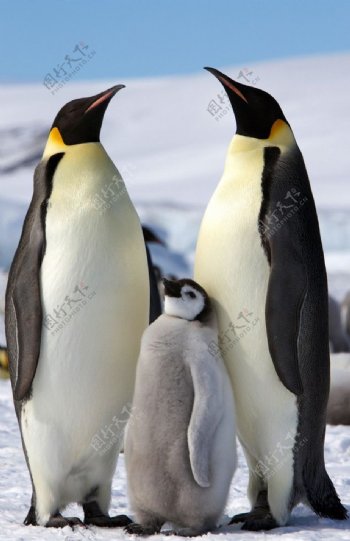 企鵝家庭图片