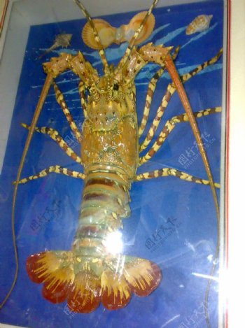 大龙虾标本图片