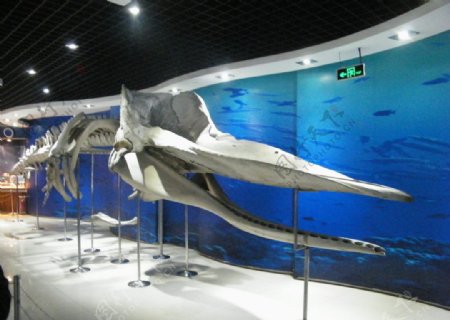 鲸鱼骨骼图片