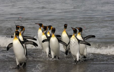 一群个企鹅图片