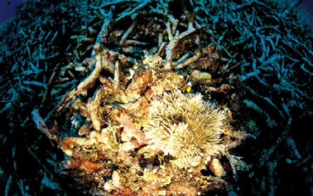 珊瑚与海葵图片