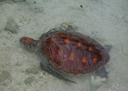 海龟海里游泳图片