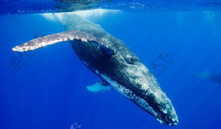 蓝鲸海底鲸鱼海洋图片