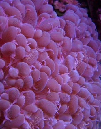 斑斓的海底世界图片