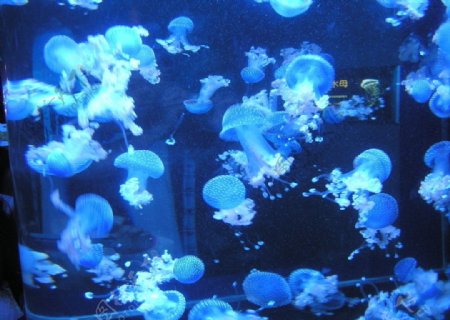 水母世界蓝色图片