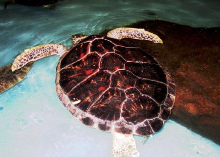 大海龟图片