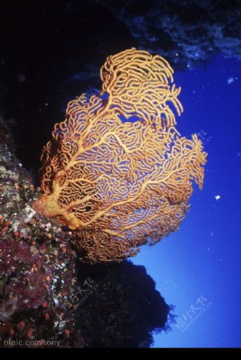 珊瑚虫图片