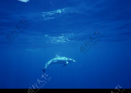 海洋生物图片