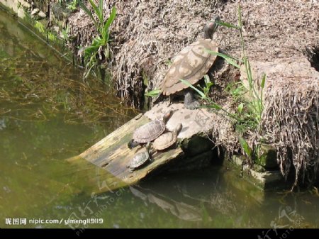 乌龟妈妈和三只小乌龟图片