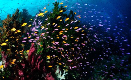 色彩斑斓的热带鱼图片