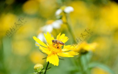 小野花蜜蜂图片