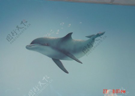 彩繪海豚图片