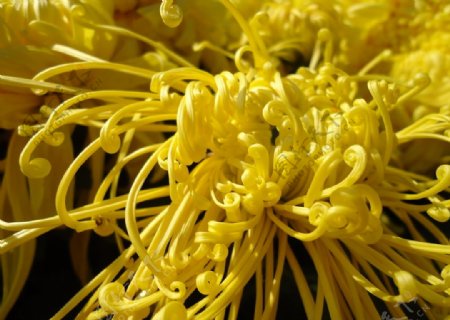 针状黄色菊花图片