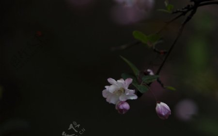海棠花图片