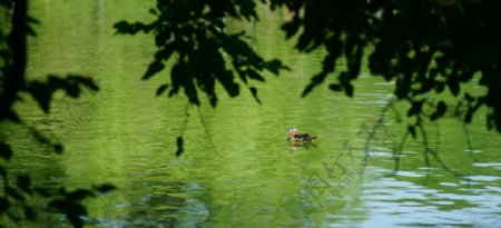 湖面戏水的鸳鸯图片