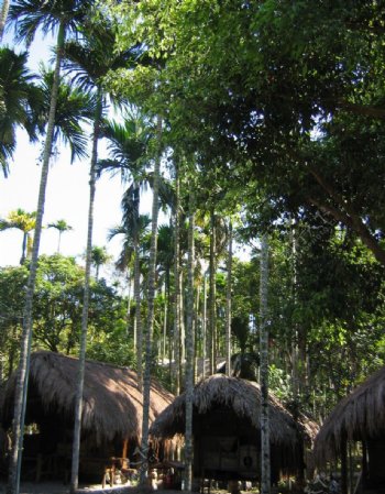 槟榔谷的槟榔和草屋图片