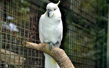 白色金刚鹦鹉图片