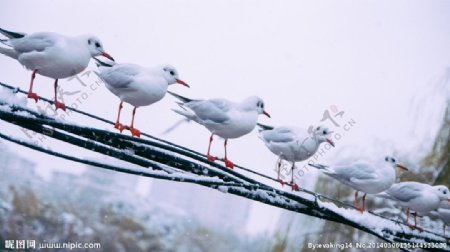 雪中海鸥图片