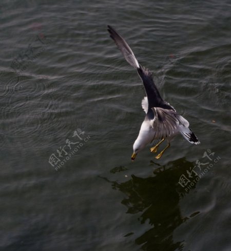 捕食的海鸥图片