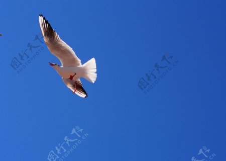 滇池的红嘴鸥图片