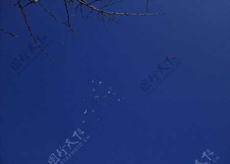 燕子空中盘旋图片