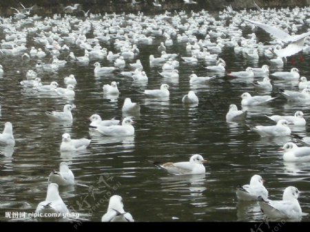 昆明翠湖海鸥图片
