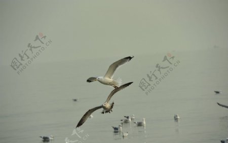 海鸥飞舞图片